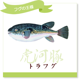 どんな魚が養殖されているの 全国海水養魚協会