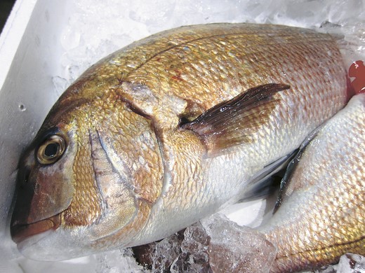 マダイ刺身 無料配布 首都圏鮮魚店 コロナ禍 需要喚起へ支援 全国海水養魚協会