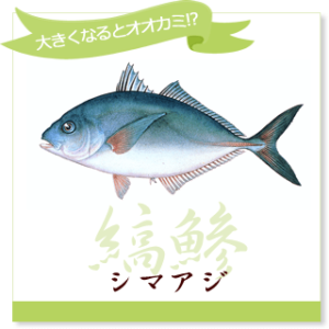 シマアジ（縞鯵） | 全国海水養魚協会