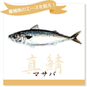 マサバ(真鯖) | 全国海水養魚協会