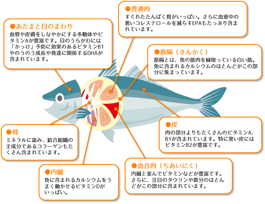 お魚の栄養素解剖図