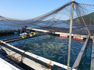 養殖魚のエサ | 全国海水養魚協会